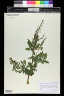 Corydalis caseana image