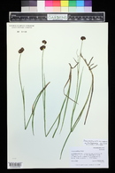 Juncus ensifolius var. montanus image