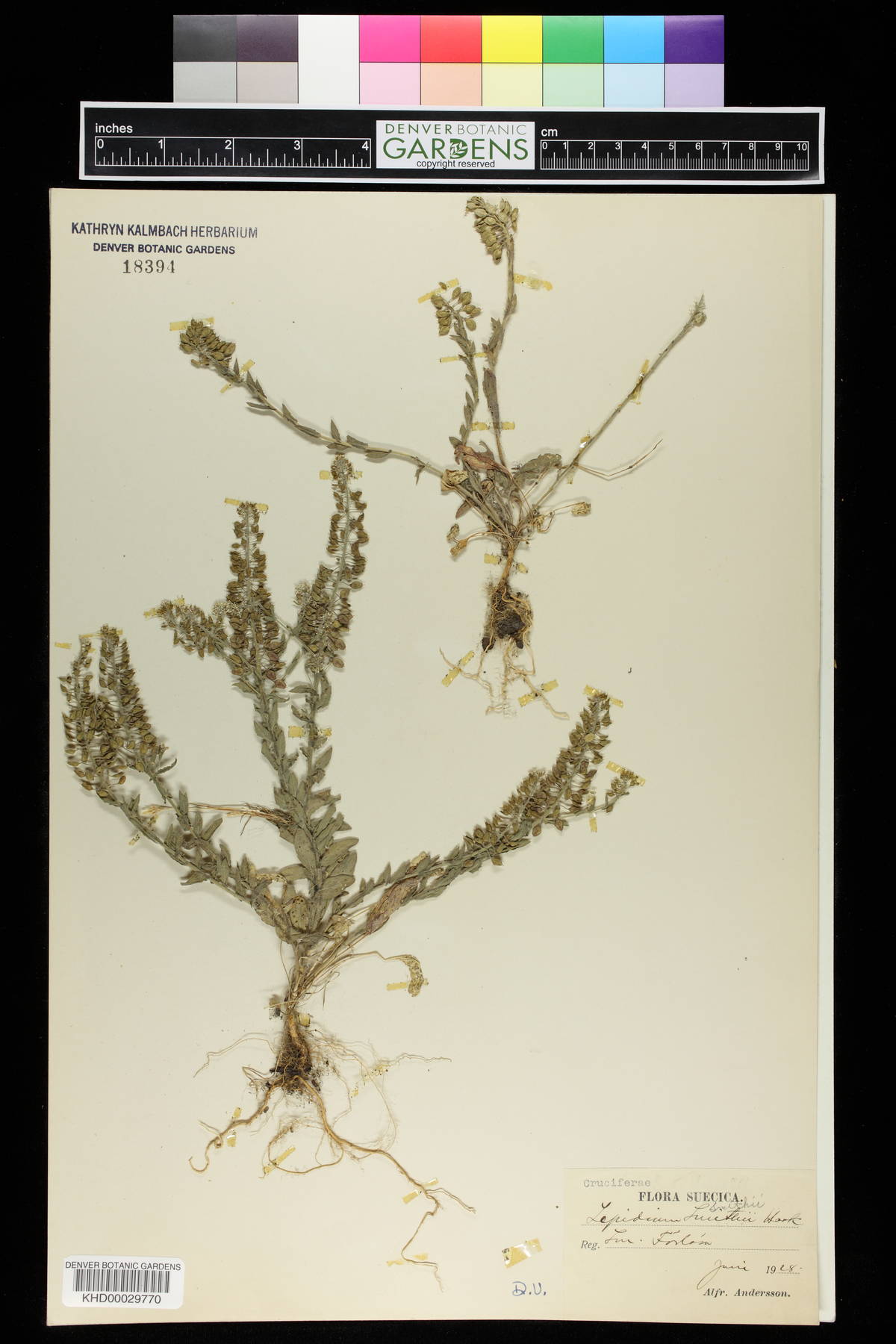 Lepidium smithii image