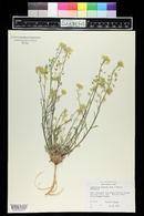 Physaria rectipes image