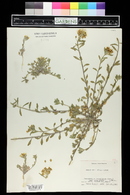 Physaria densiflora image