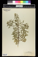 Radicula nasturtium-aquaticum image