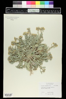 Physaria newberryi image