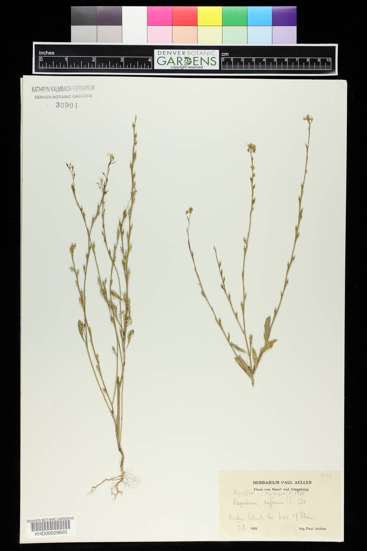 Rapistrum image