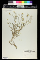 Rorippa sylvestris image