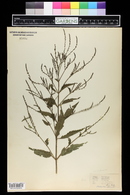 Verbena urticifolia image