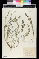 Lepidium didymum image