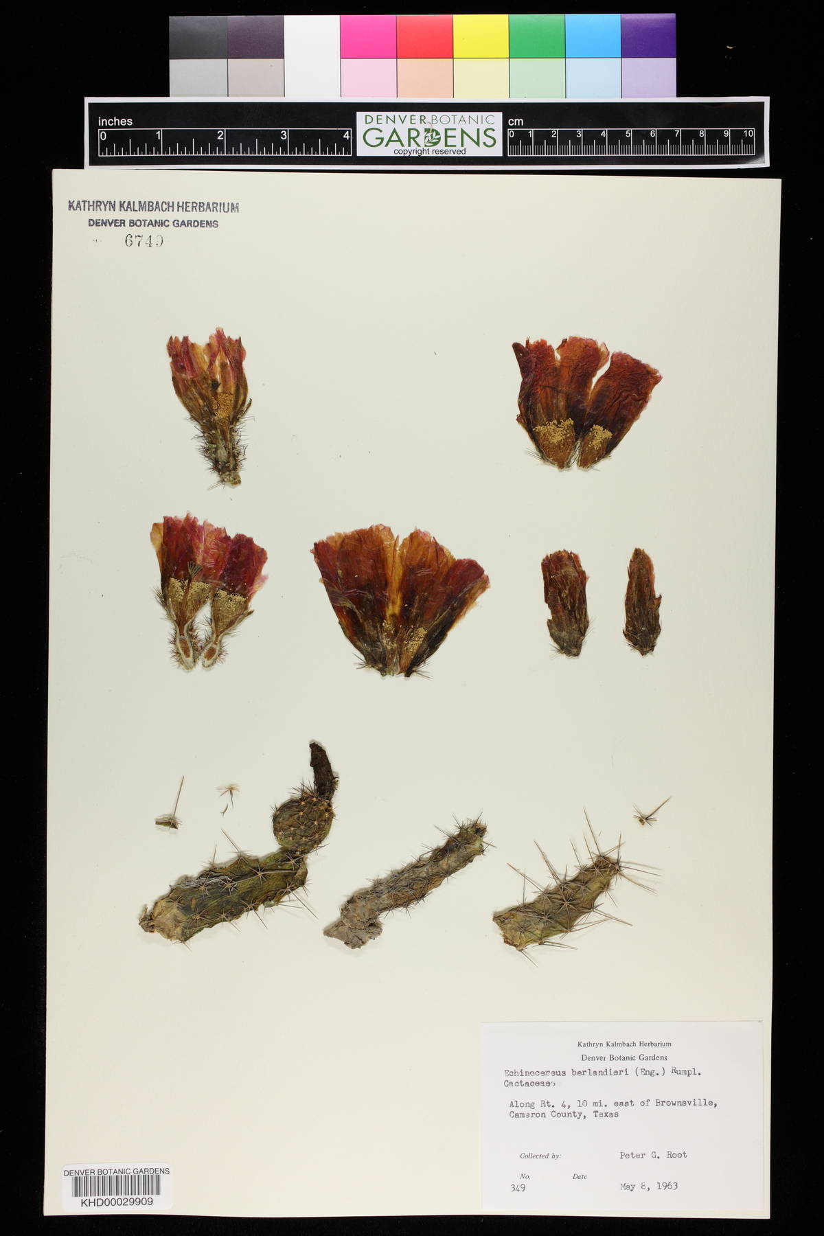 Echinocereus berlandieri image