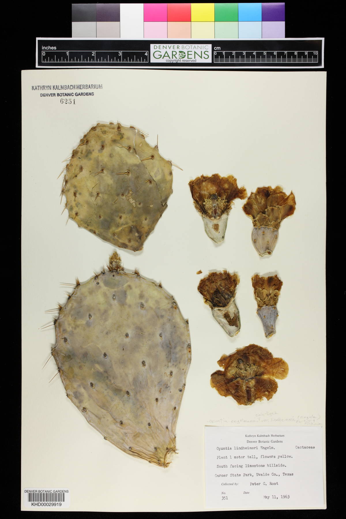 Opuntia engelmannii var. lindheimeri image