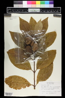 Calycanthus floridus image