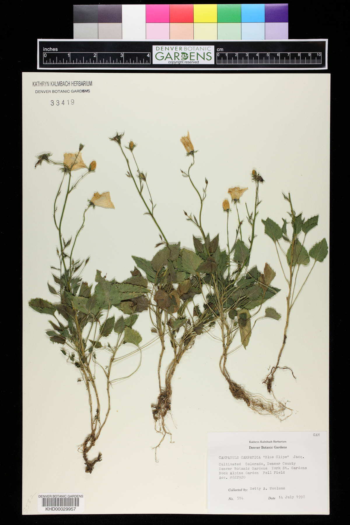 Campanula carpatica image