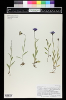 Campanula parryi image