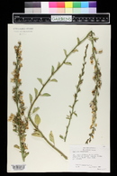 Campanula pyramidalis image