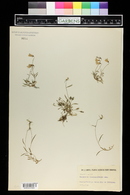 Campanula cochlearifolia image