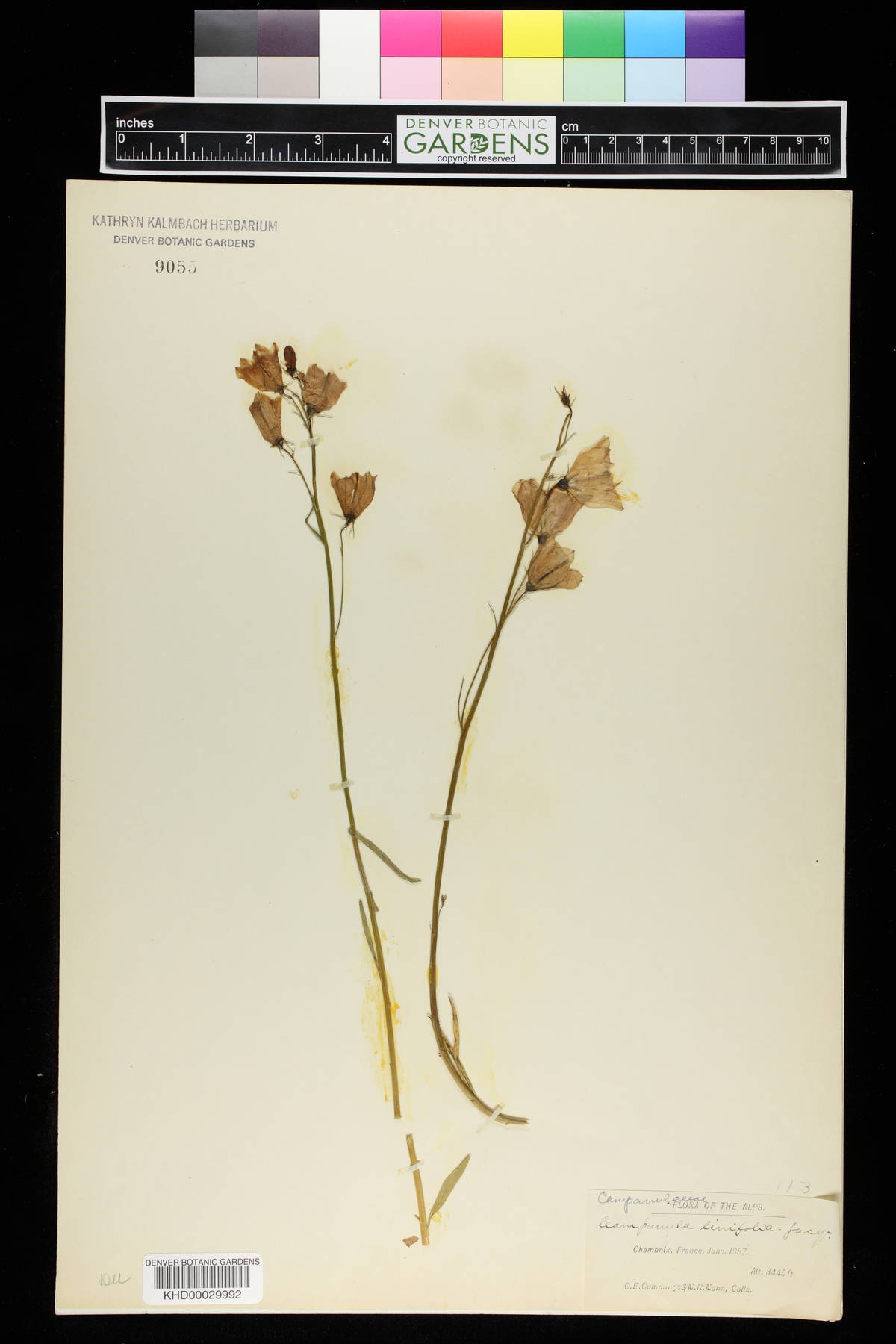 Campanula linnaeifolia image