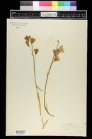 Campanula linnaeifolia image