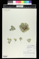 Physaria vitulifera image