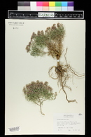 Ptilotrichum spinosum image