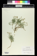 Ptilotrichum spinosum image