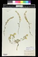 Physaria vitulifera image