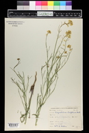 Sisymbrium linifolium image