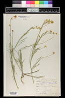 Sisymbrium linifolium image