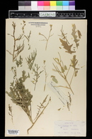 Sisymbrium altissimum image