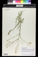 Sisymbrium altissimum image