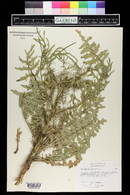 Sisymbrium altissimum image