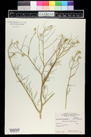 Sisymbrium altissimum image