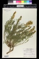 Stanleya pinnata image