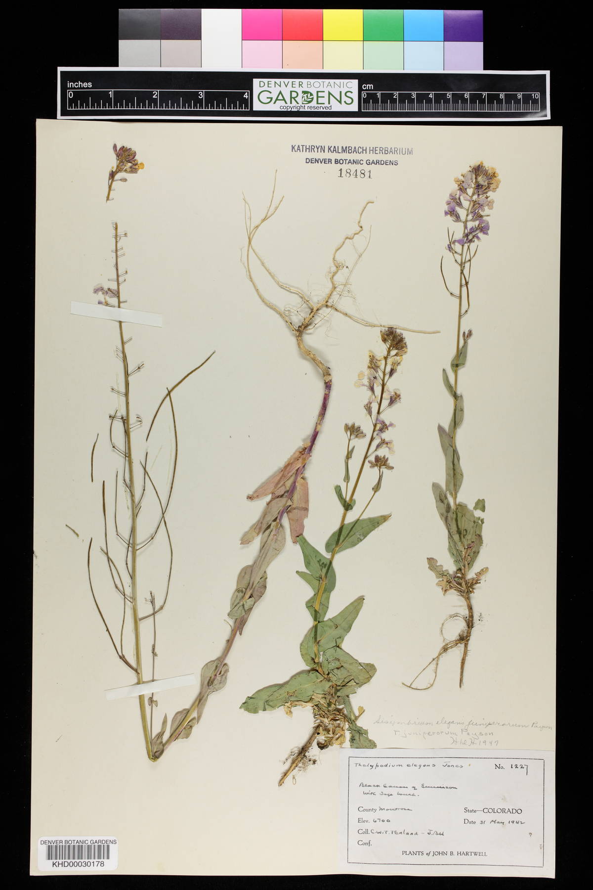 Thelypodiopsis elegans image