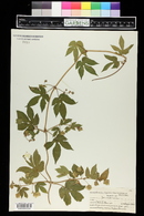 Humulus lupulus image