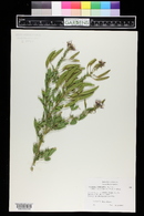 Polanisia dodecandra subsp. trachysperma image