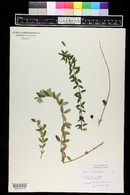 Lonicera rupicola var. syringantha image