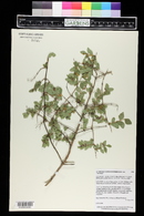 Symphoricarpos rotundifolius image