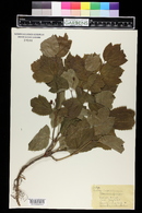 Viburnum edule image