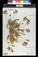 Oxytropis lambertii image