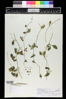 Cyclanthera dissecta image