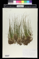 Eleocharis acicularis image