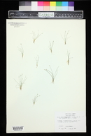 Eleocharis parvula image