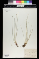 Eleocharis palustris image