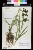 Scirpus pallidus image