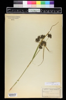 Scirpus microcarpus image