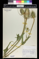 Dipsacus fullonum image