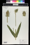 Dipsacus fullonum image