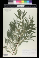 Elaeagnus angustifolia image