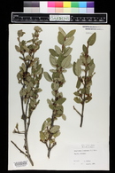 Shepherdia canadensis image