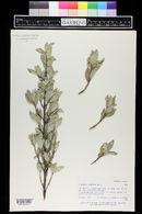 Elaeagnus commutata image