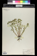 Euphorbia brachycera image